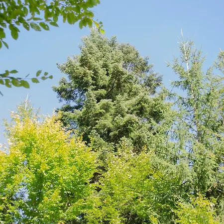 Eco Volovets